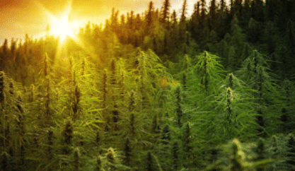 Bioheal Cbd Gummies Dr Oz Scam Feb 2024