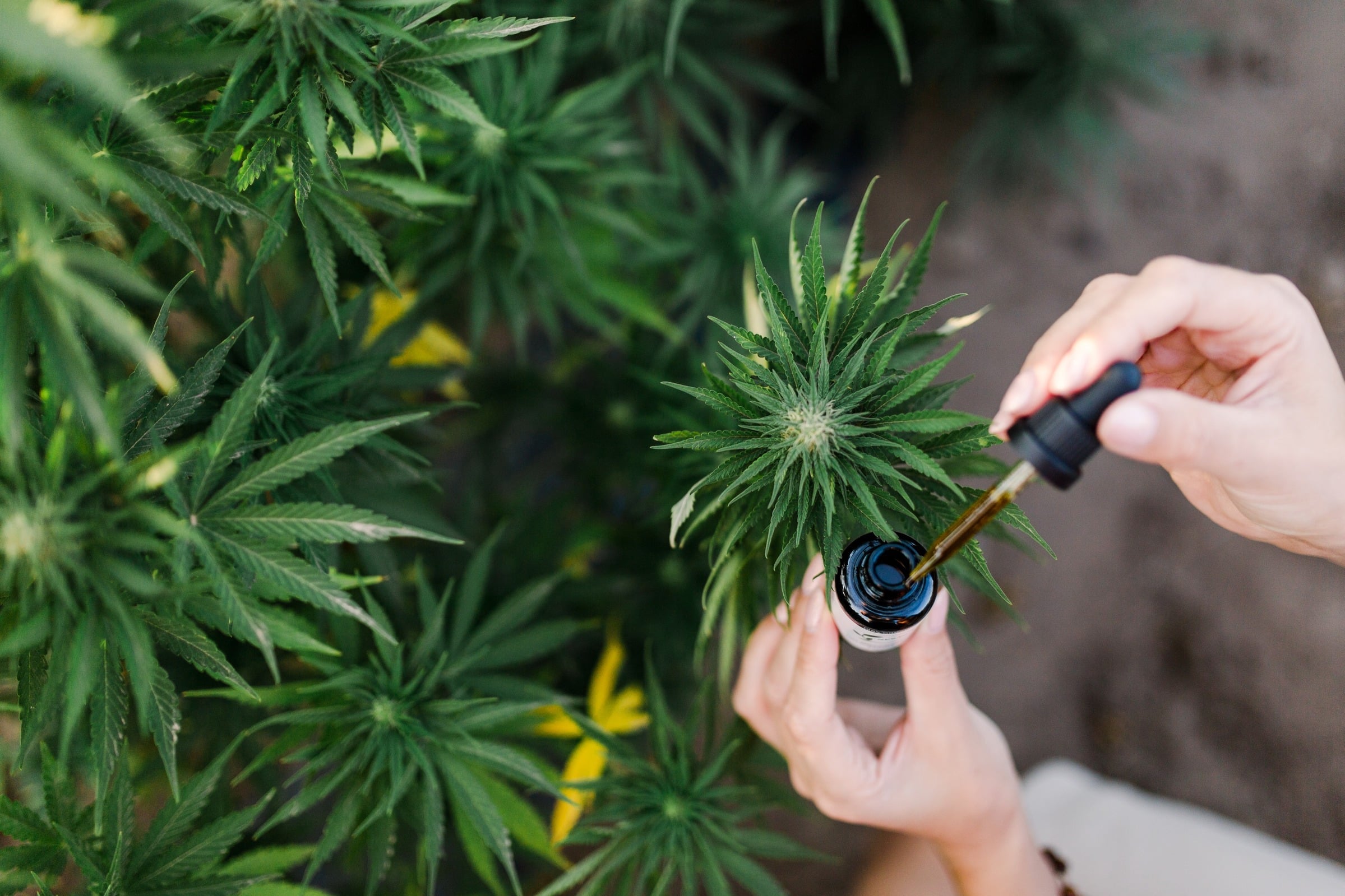 Hemp plant with dropper